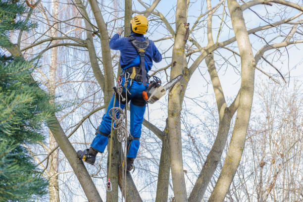  Spearfish, SD Tree Removal Pros